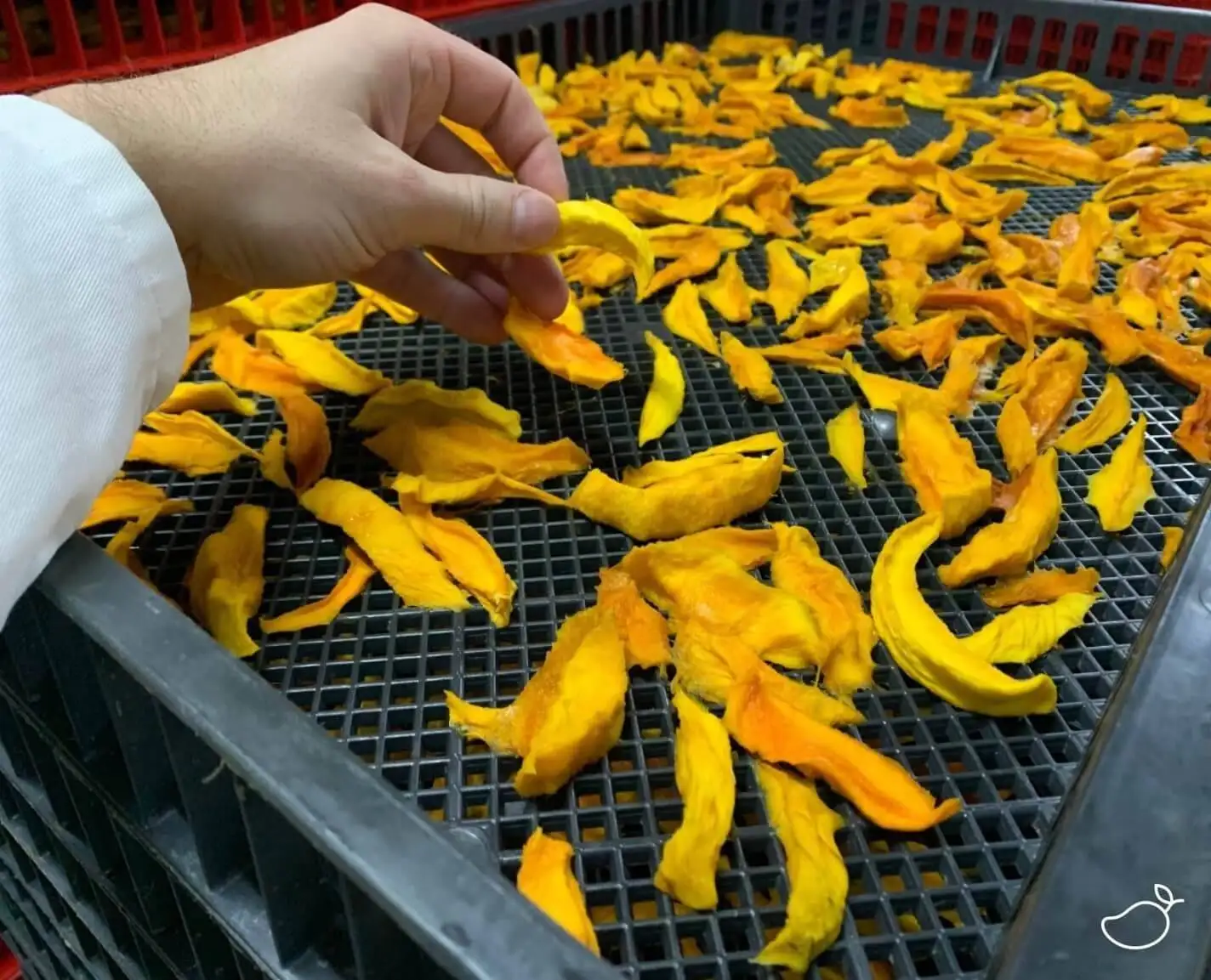 Gedroogde mango in de fabriek op tray