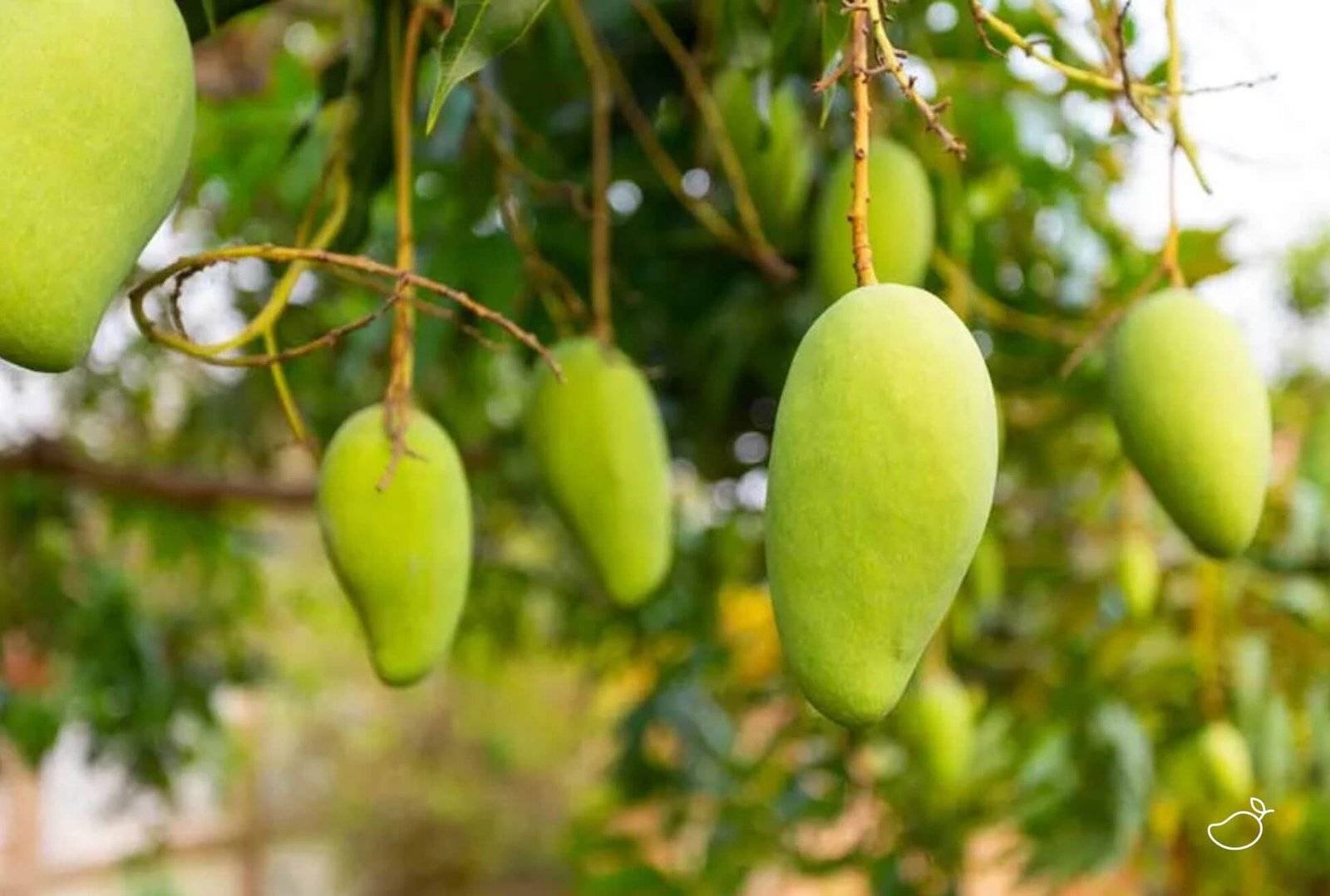 Mango's aan de boom die gedroogd zullen worden