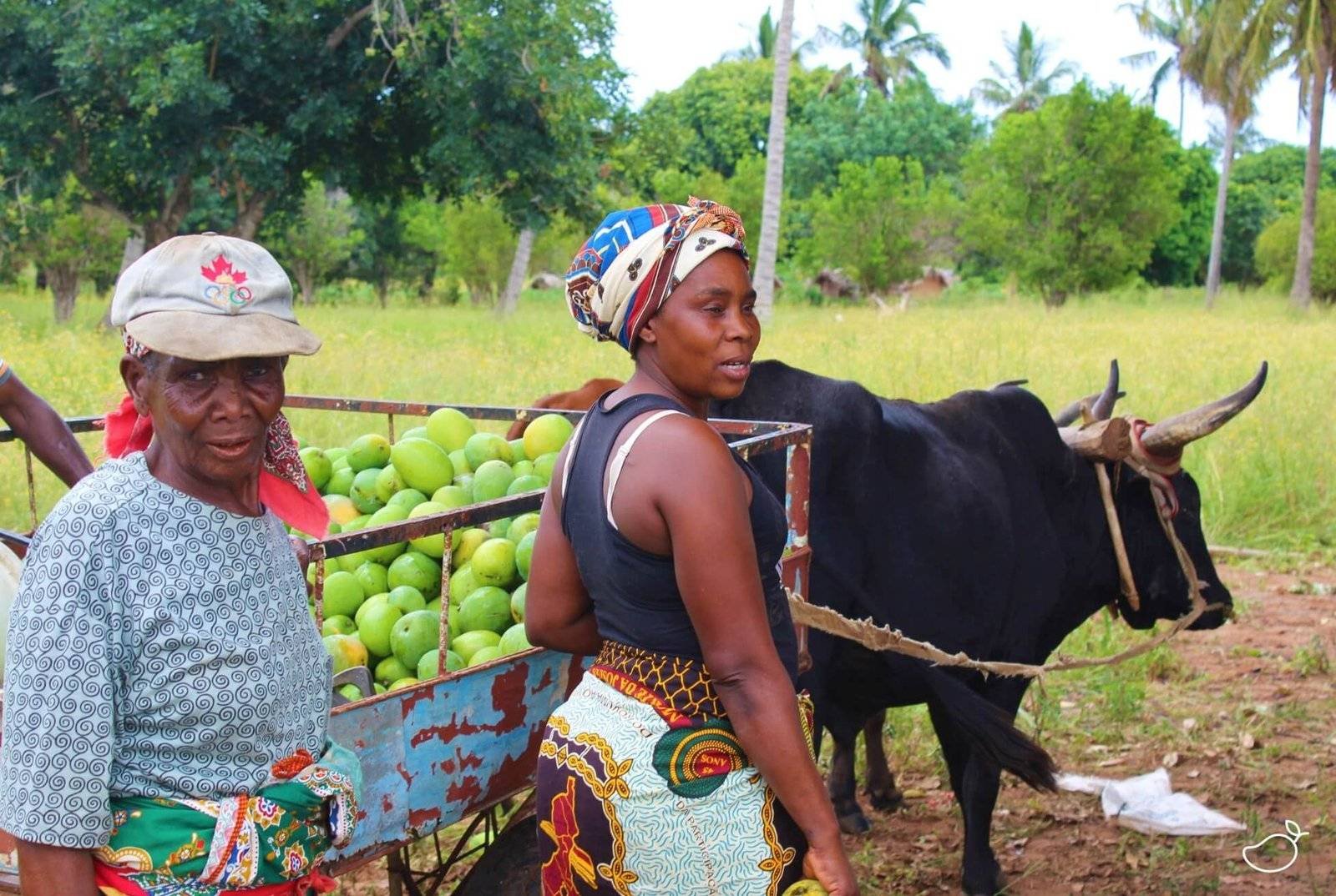 Vrouwen met verse mango's die ze naar de mango drogerij brengen in Afrika